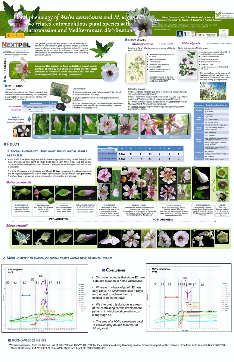 javierfaguilar1's tweet photo. A final surprise @OficialSebot 1st Spanish Congress of Botany! Congrats to Magui Olangua and other #NEXTPOL members for the best poster in Reproductive Biology section. @RJBOTANICO #Malvaceae never disappoint! https://t.co/cU3Av4jIGs