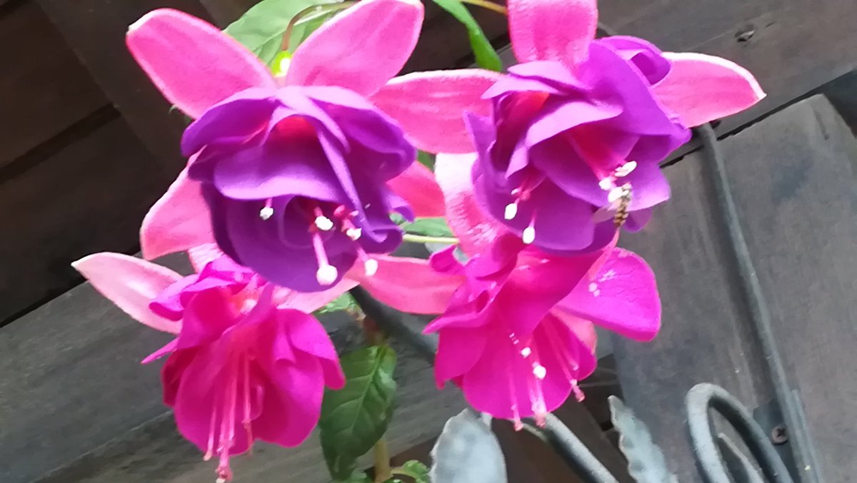 julia_prodanova's tweet photo. Beautiful flowers 🌹🌻🌹 #beautiful #nature #Flowers #plants #NaturePhotography #naturelovers #naturebeauty #PhotoOfTheDay #photographylovers https://t.co/AsJiluCdjX