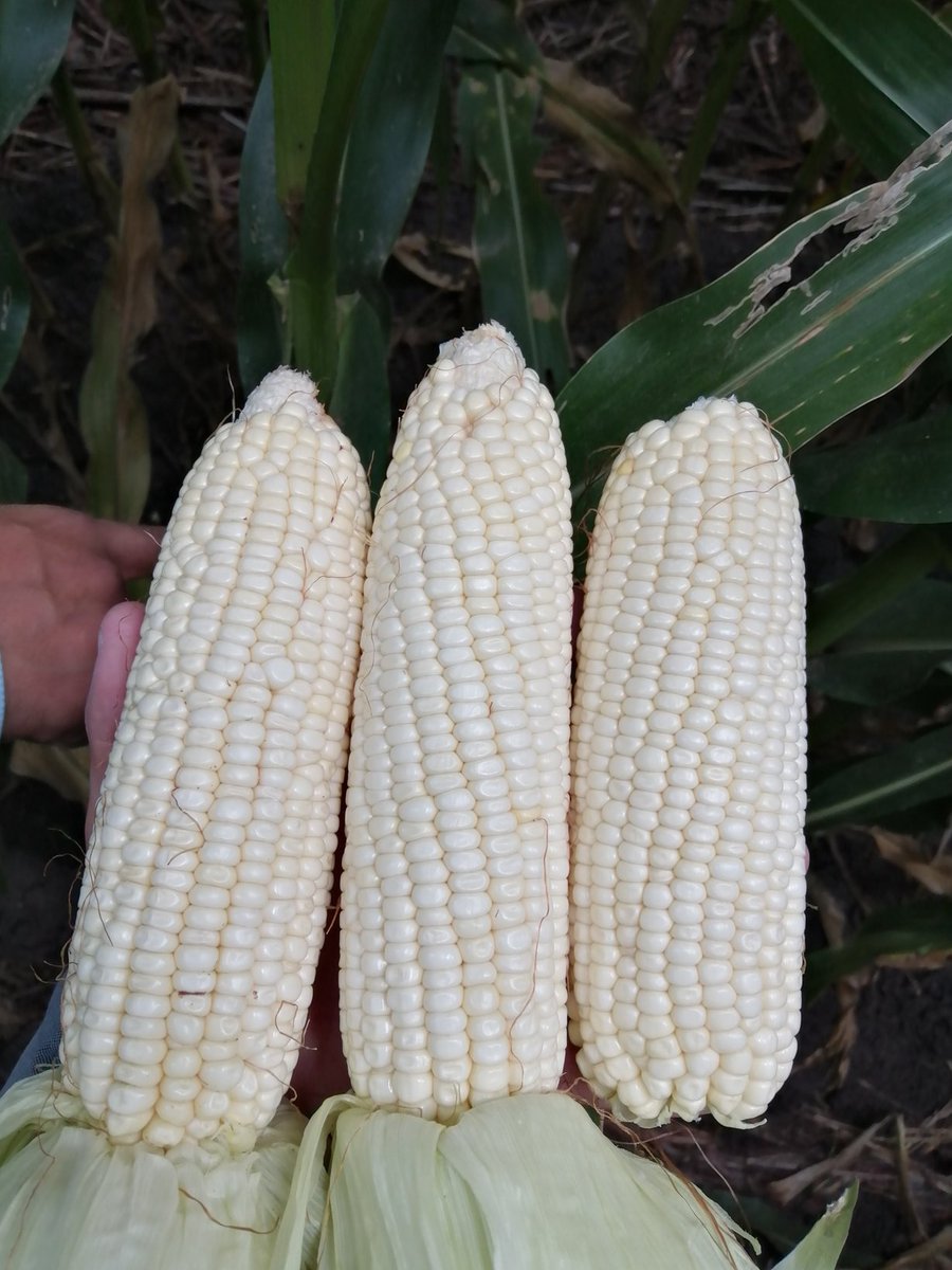 AmadorAguillon's tweet photo. Hornitos, Pénjamo.

El ALTO RENDIMIENTO no es el objetivo, es una consecuencia.

Rendimiento 2020 17t/ha, ciclo 2021 se esperan 18t/ha 

#AltaProductividadConSustentabilidad 
@Monadelfo @pablojua @MasAgroGto https://t.co/sco6QpbwiY