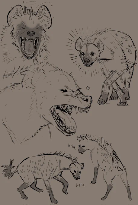 Hyena studies! 