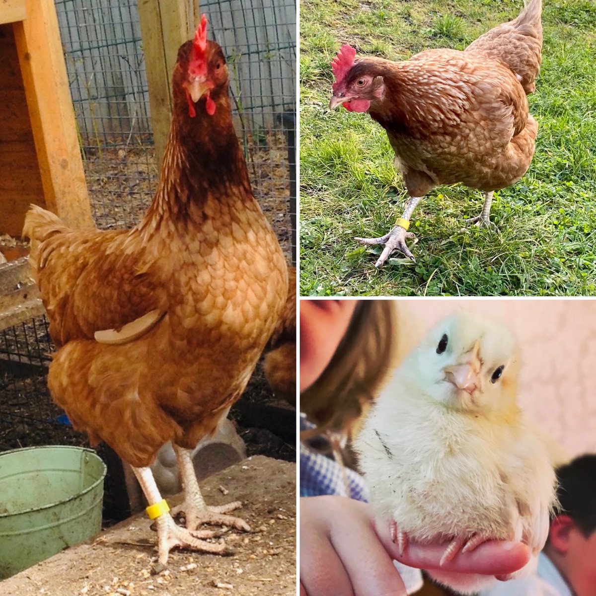 ChickensofR's tweet image. We said farewell to our sister Princess Lay’a this week. We will miss you 💕 #thanksforthelaughs  #cheekychicken #schoolchickens @RavensworthTer @EYFSRavensworth