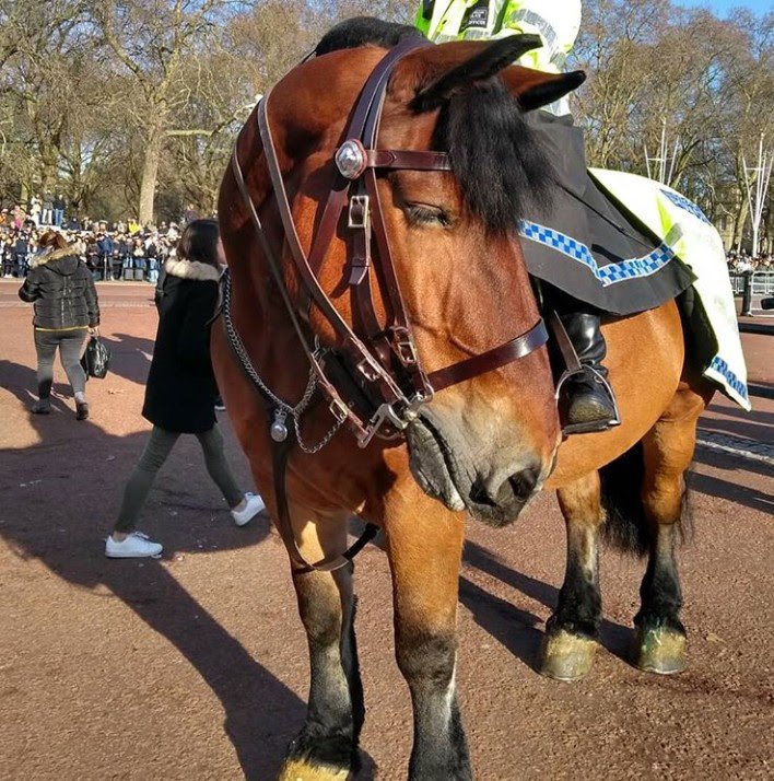 Scarfie1's tweet photo. Anyone else missing @DexterUnique #PHDexter #horses #horsesoftwitter ππ https://t.co/0EWyY2NzaA