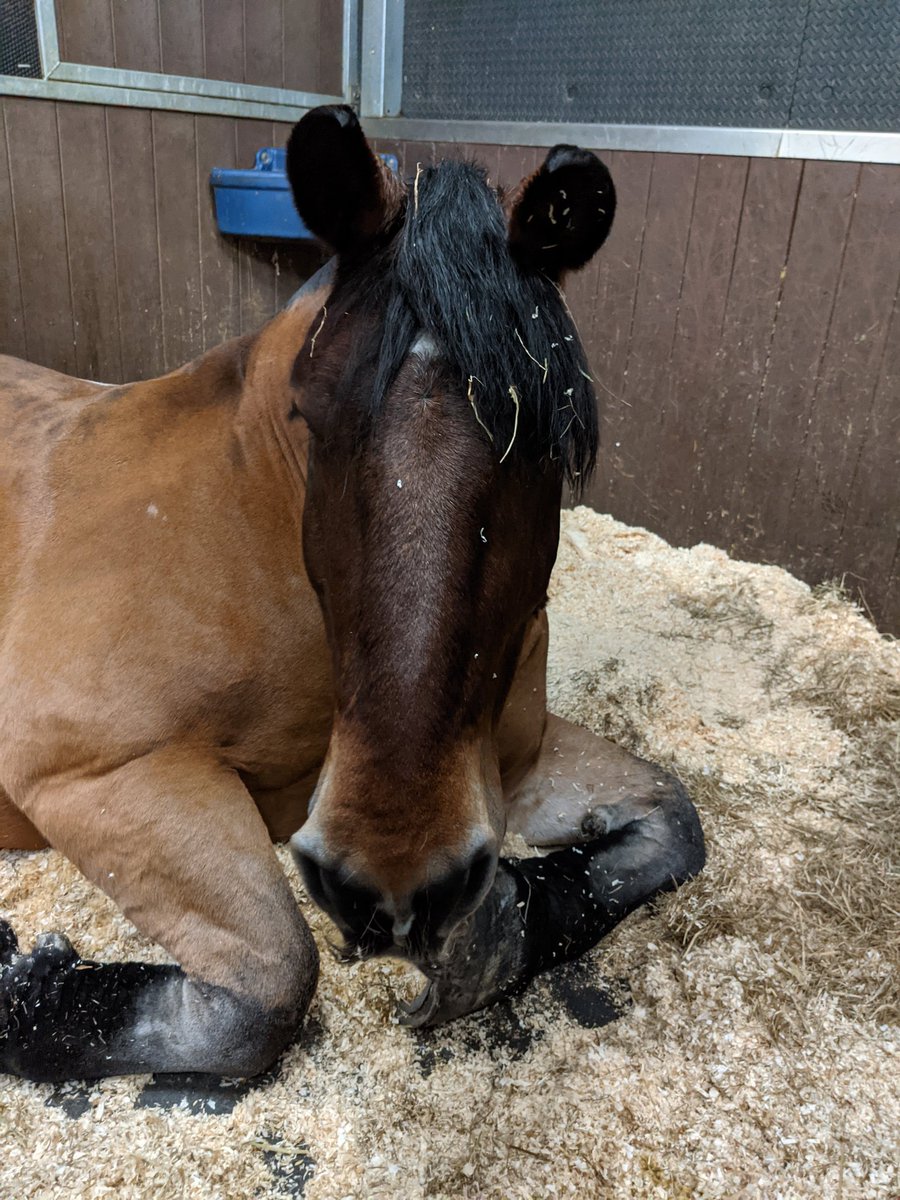 Scarfie1's tweet photo. Anyone else missing @DexterUnique #PHDexter #horses #horsesoftwitter ππ https://t.co/0EWyY2NzaA