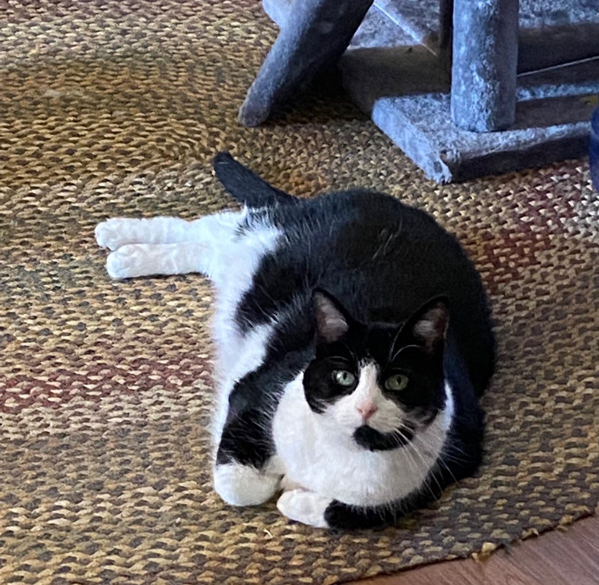 105April's tweet image. Bella- wondering what I am doing🙂