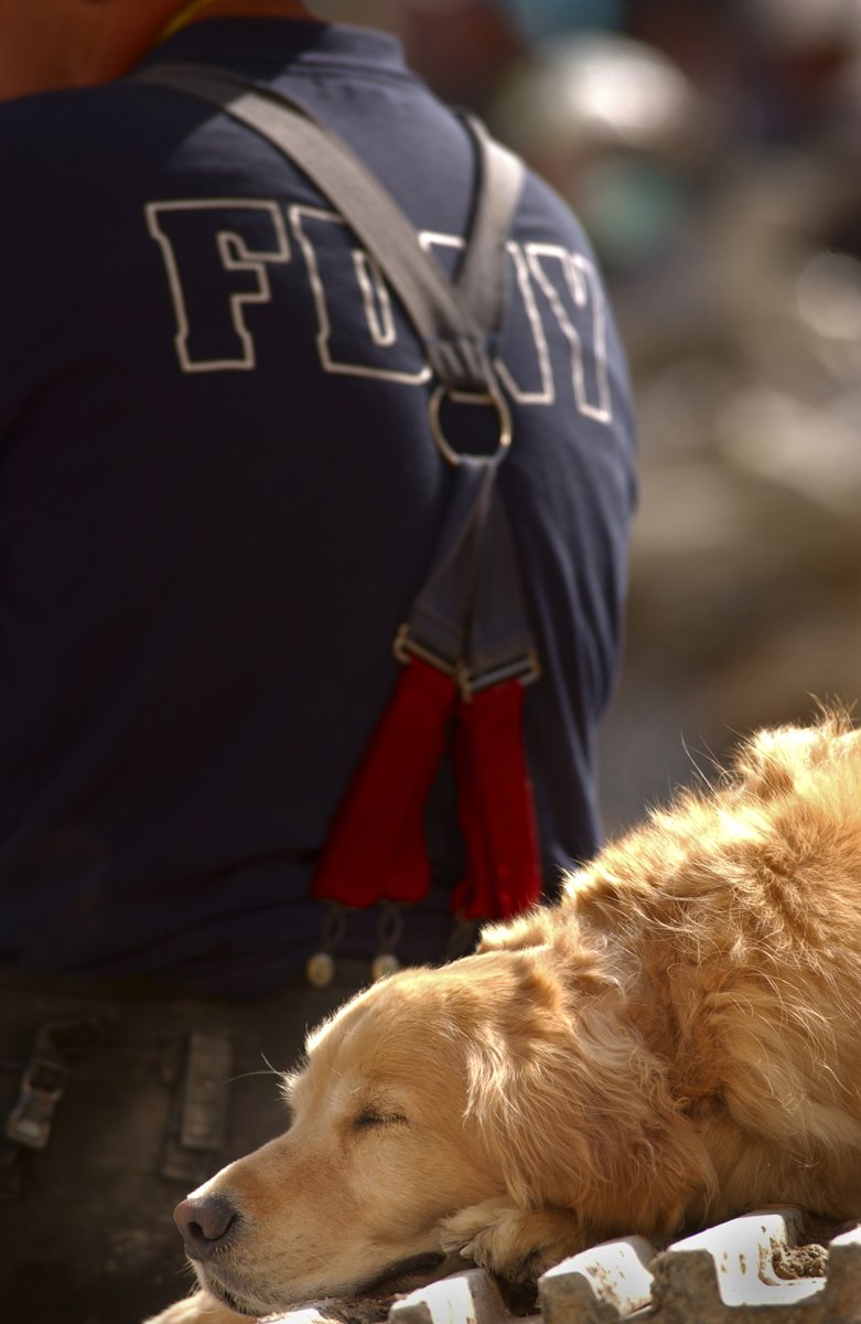AnimalPlanet's tweet image. On the 20th anniversary of September 11, 2001, we remember those lost.

Disaster search dogs were among first responders sent to help. They were often referred to as a "ray of sunshine" by fellow responders as they were also acting as therapy dogs.

📷: U.S. Navy