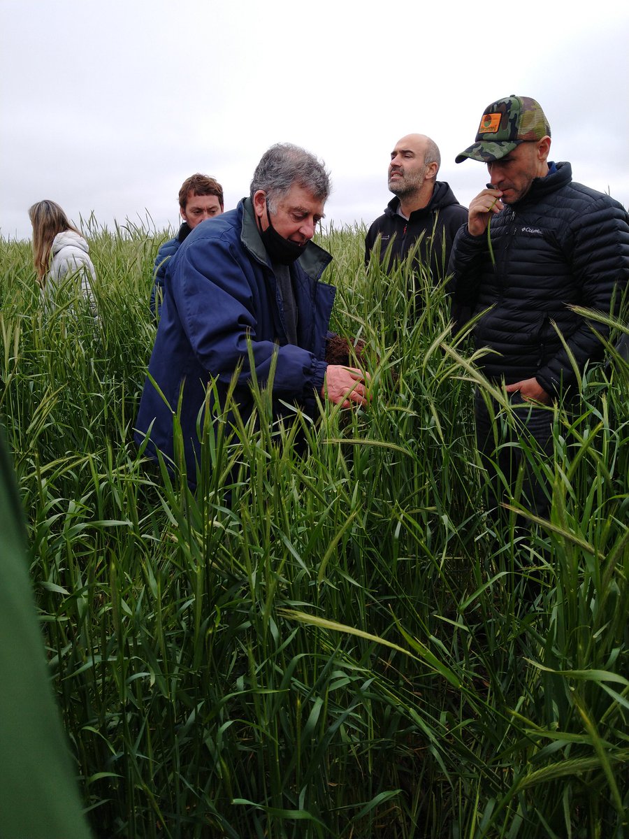 tomaspereda94's tweet photo. Visita de Beto Quiroga y equipo de @intaanguil + Grupo La Reja.
Temas: intensificación de rotaciones, cultivos de cobertura #Vicia #Cebada #Centeno, mínimo uso de herbicidas, ensayos de larga duración #INTA https://t.co/MkUZohP4Lh