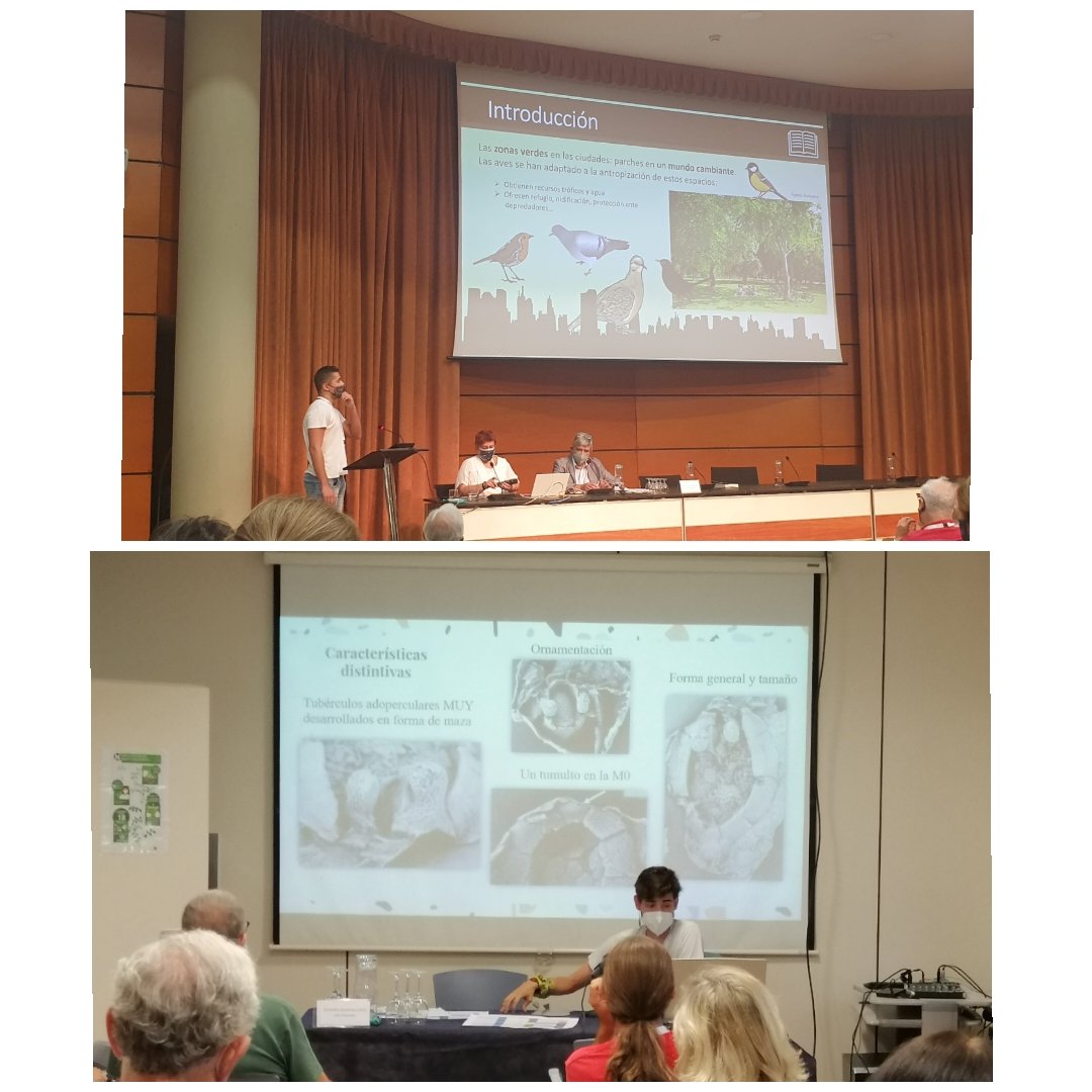 iberozoa's tweet photo. ¡Finalizamos el XXIV Bienal de la Real Sociedad de Historia Natural de Valencia! Esta vez dejamos 2 charlas: una sobre aves urbanas y otra sobre equinodermos cámbricos. Felicitar a nuestros colegas de la UAM Manuel y Víctor por sus intervenciones 🗣️
Nos vemos en el @ConserBio 😉 https://t.co/uqTGwN7SzH