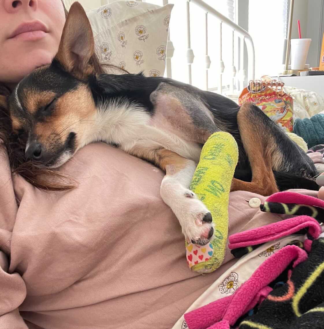 dog_rates's tweet photo. This is Mo. He has very long legs, which he uses for exceptional zoomies. Last week he zoomed into the dining room table and broke his leg. We’ve covered the remaining cost of the surgery to fix it. Mo is willing to abide by a household speed limit moving forward. 13/10 https://t.co/Jk9MPfFNsE