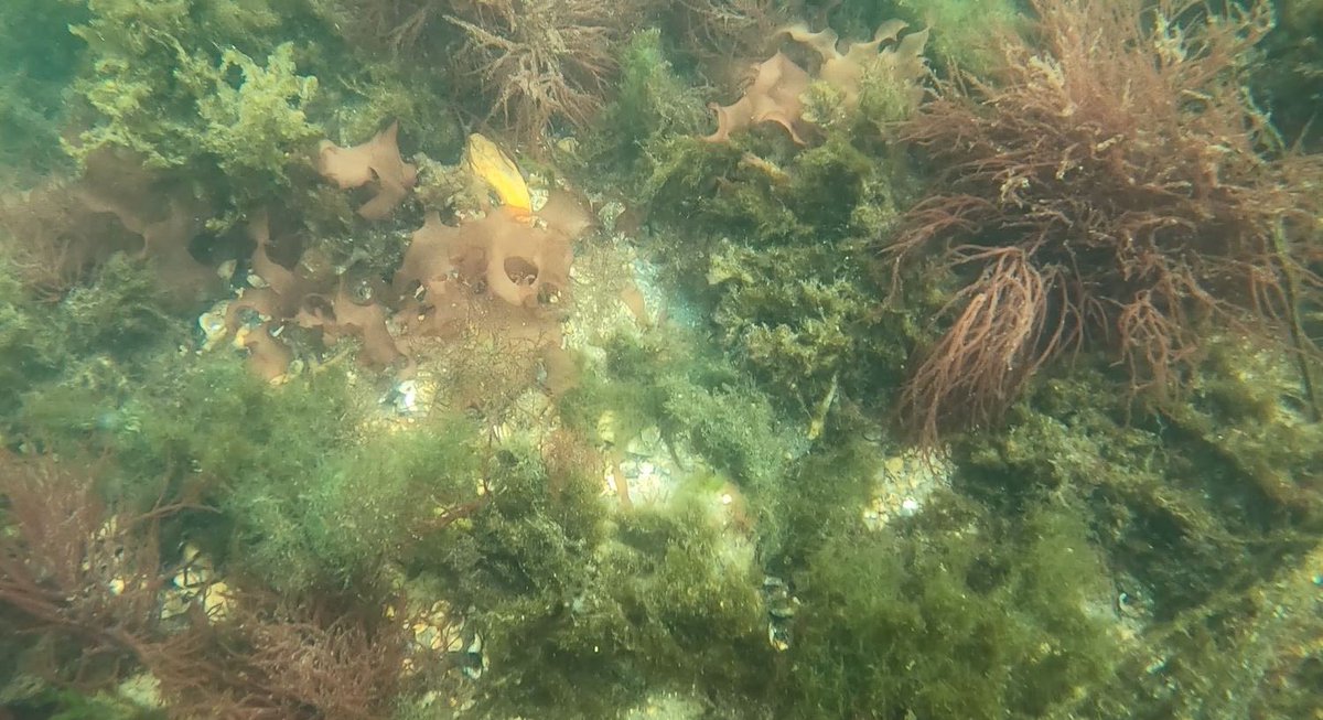 Some Jamestown, RI macroalgae! 😀<a href="/Werth_Center/">Werth Center for Coastal and Marine Studies</a>  #PhycologyFriday