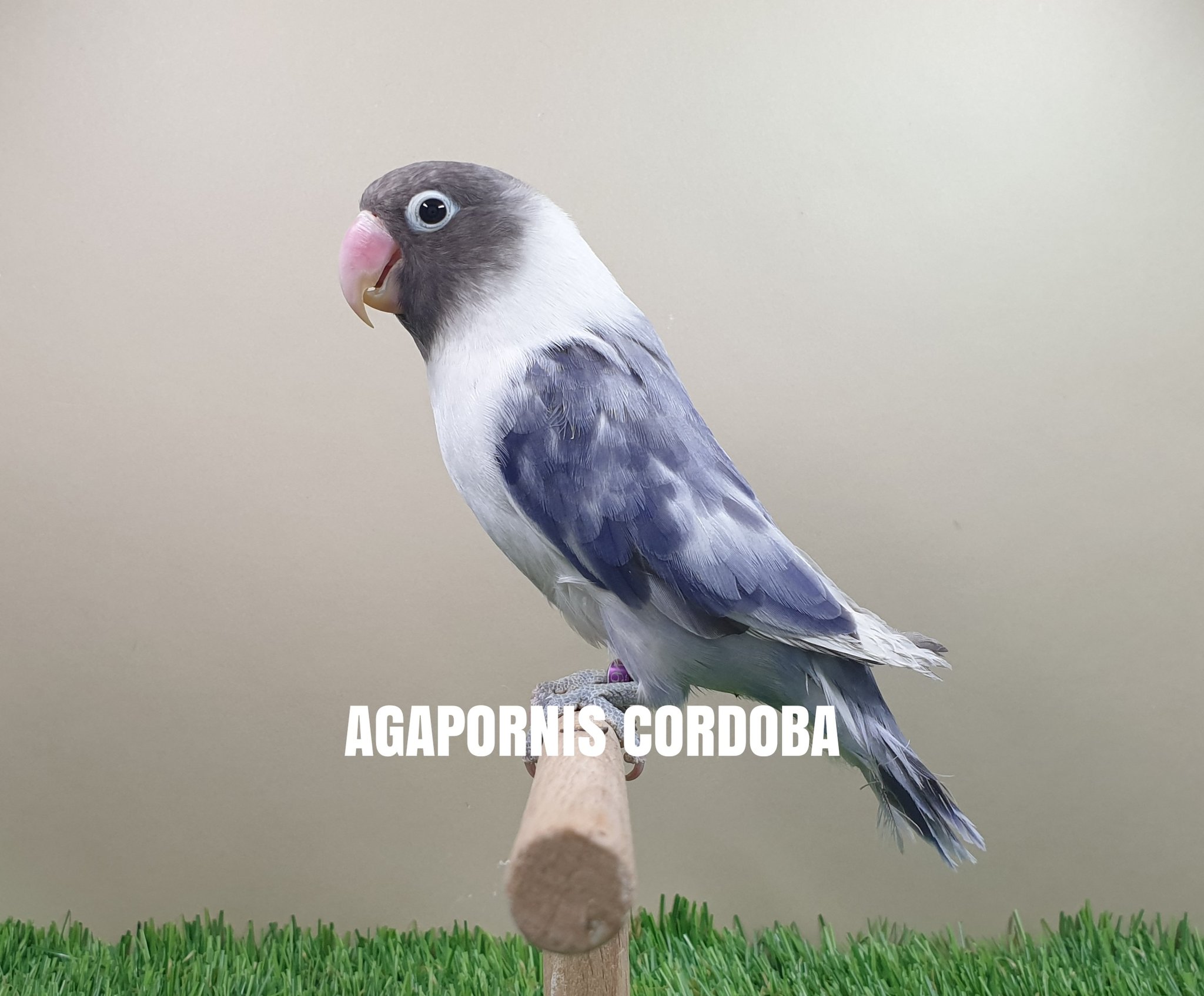 Descobrir 84 Imagem Agaporni Personata Violeta Br Thptnganamst Edu Vn Descobrir 84 Imagem Agaporni Personata Violeta Br Thptnganamst Edu Vn