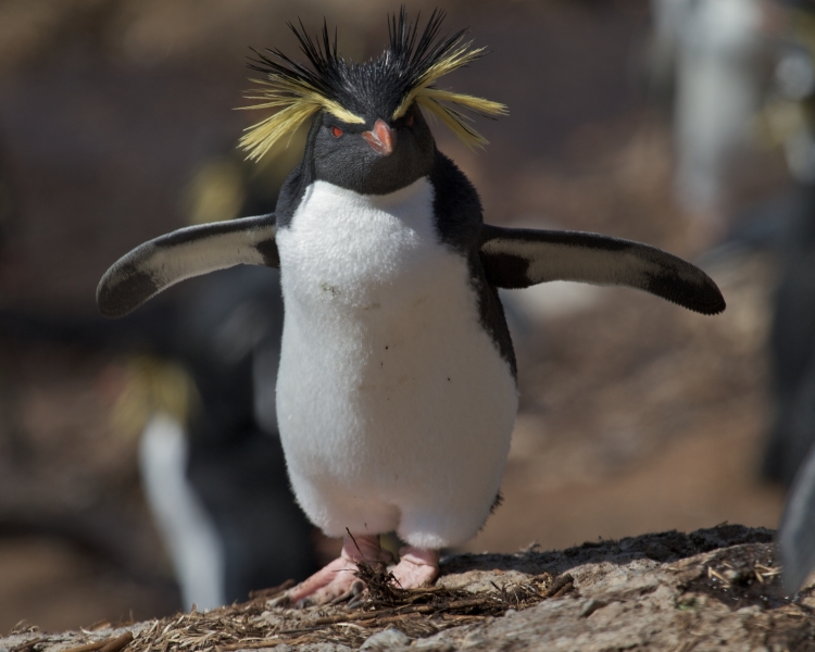 penguins365's tweet photo. For the last time, they're not 'wings'! 🐧

#PenguinOfTheDay #Flippers 
#RockhopperRocks 
#Penguins https://t.co/kZj1Nlh4xA