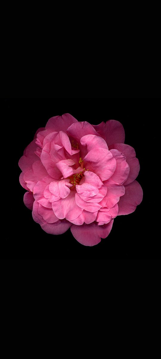 " قُل الحَمدُلله حتّى وإِنْ باتَت أيّامُكَ خَيْبات؛ فَلا شَيءَ يُساوي العَافِية "