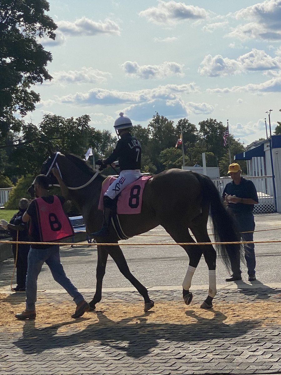 Lucky 7 Stables tweet media
