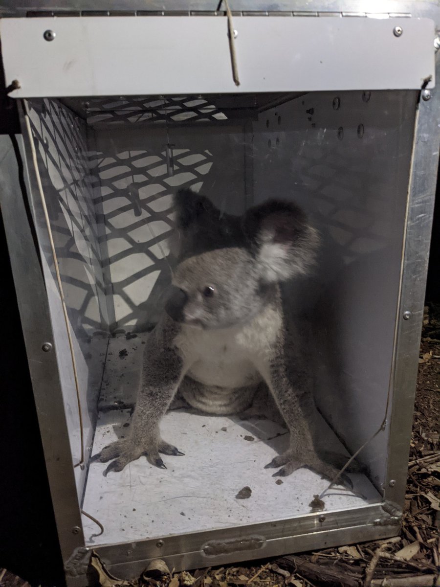 BirdmanSamare's tweet photo. The reality of #koala #conservation in #Australia. Heartbreaking and confronting. https://t.co/ei8EZO4N5e