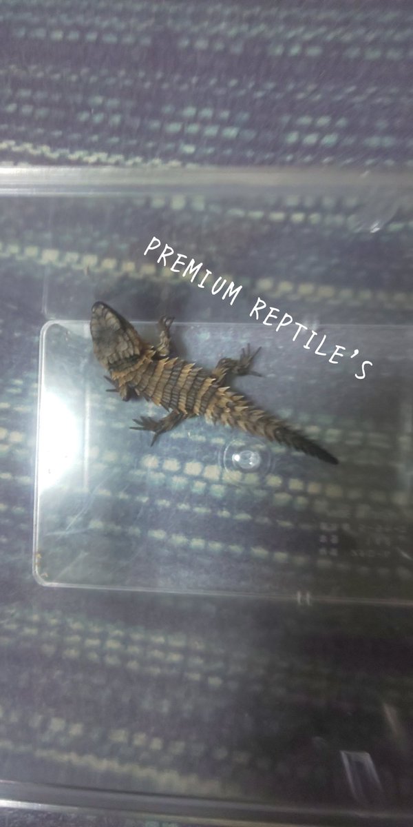 PremiumReptiles's tweet photo. 〝Breaking NEWS〟
#アルマ��ロトカゲ
❇︎お客様が2年連続で繁殖に成功され
ました‼︎ ✨今期のCB個体はしっかり
育成後、当店に入荷予定です。
※DMなどお問合せの際は名前、住所
、電話番号を明記して下さい。無記入は返答しません。#ヨロイトカゲ #トカゲ #アルマジロ  #アルマジロー https://t.co/GhOq9Nk58O