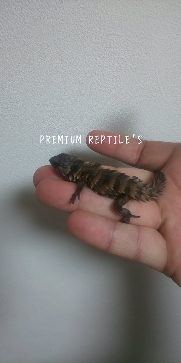 PremiumReptiles's tweet photo. 〝Breaking NEWS〟
#アルマ��ロトカゲ
❇︎お客様が2年連続で繁殖に成功され
ました‼︎ ✨今期のCB個体はしっかり
育成後、当店に入荷予定です。
※DMなどお問合せの際は名前、住所
、電話番号を明記して下さい。無記入は返答しません。#ヨロイトカゲ #トカゲ #アルマジロ  #アルマジロー https://t.co/GhOq9Nk58O