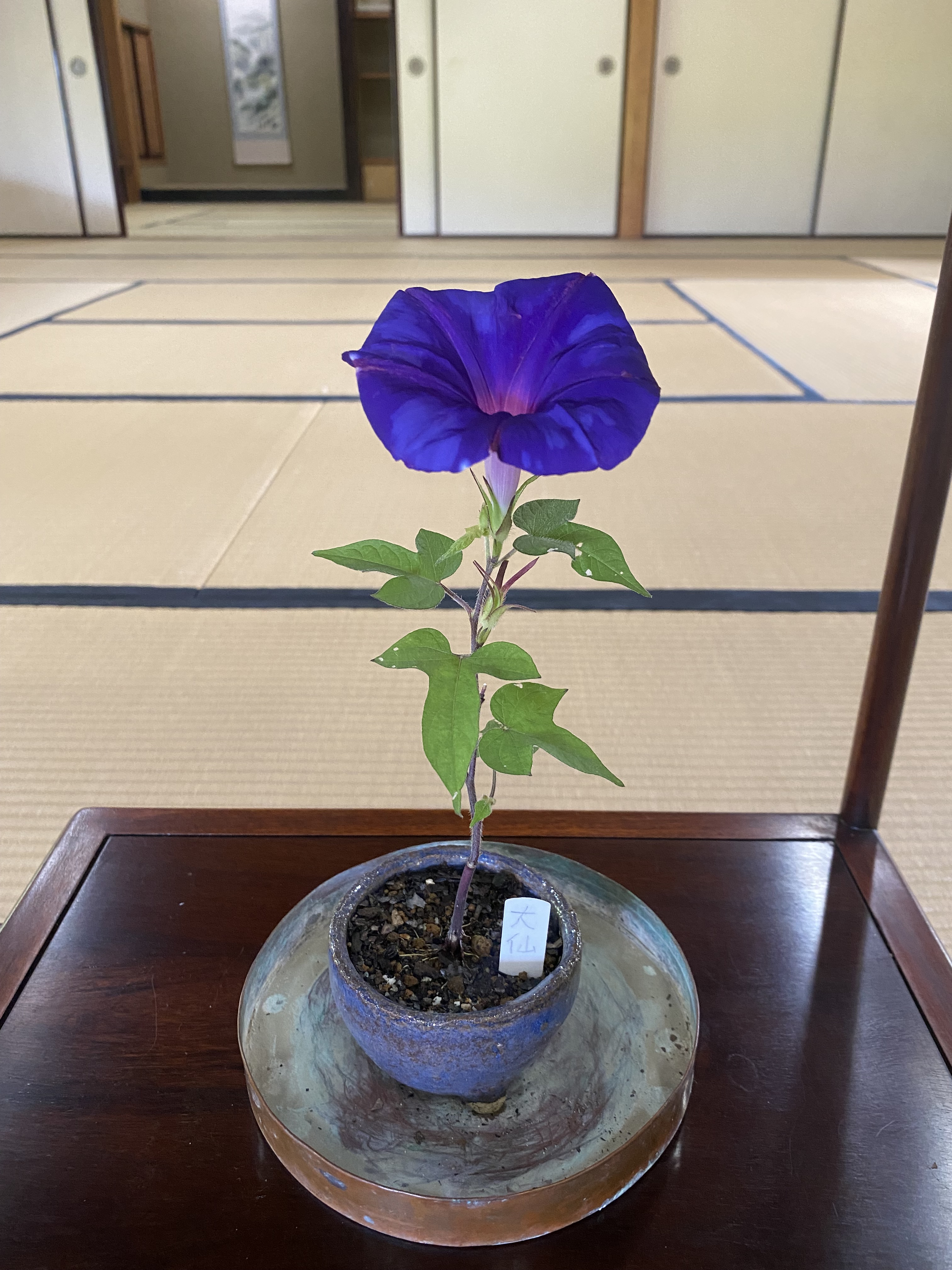 大仙公園日本庭園 おはようございます 今日も世界一小さい朝顔が綺麗に咲いております 数は少なくなっていますが まだ変化朝顔の展示をしています 細い葉っぱの朝顔など 同じ花でもたくさんの種類や色があり 何だか豊かな気持ちになります
