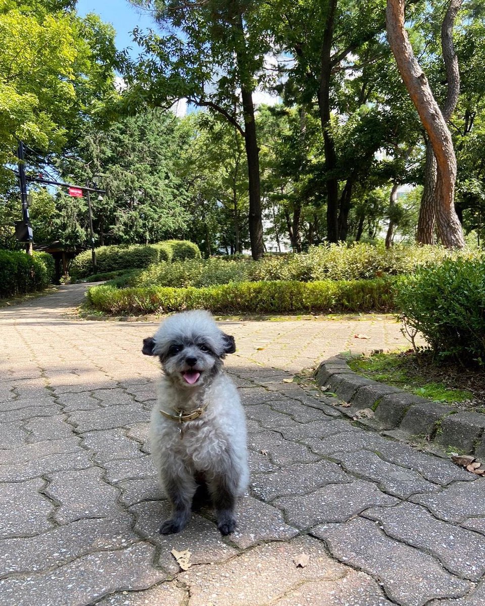 KYRSYJ's tweet image. [IG] 210911 dooeyuri: 언니오빠들 🐾 1일 1뚜이 하고 가야지

뚜이표눈웃음 어때 ? 🦮♥️🦮

#dooe
#1일1뚜이