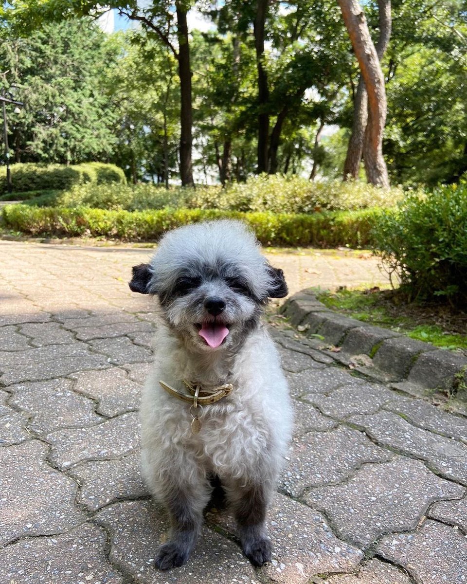 KYRSYJ's tweet image. [IG] 210911 dooeyuri: 언니오빠들 🐾 1일 1뚜이 하고 가야지

뚜이표눈웃음 어때 ? 🦮♥️🦮

#dooe
#1일1뚜이