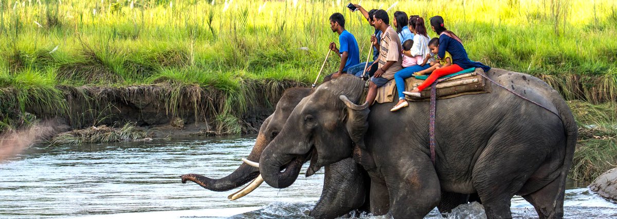 Trailsnepal's tweet photo. Chitwan Jungle Safari!!
The major attraction of Jungle Safari in Chitwan national park tour package is Bird watching, Jungle walks, Elephant riding, Jeep driving.. For more click here:
https://t.co/OcthArHXIu

#chitwan #chitwannationalpark #chitwannepal #sauraha #elephantrides https://t.co/ajS8NfeWWc