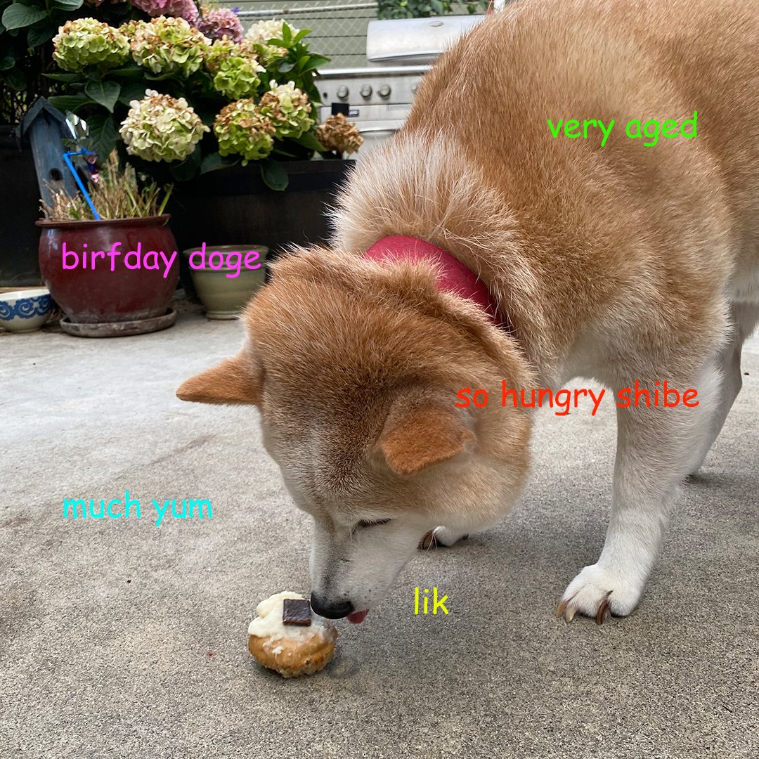 madison_young's tweet photo. Missing #mydoge a little bit more today 😢 https://t.co/v0kYeAADgG