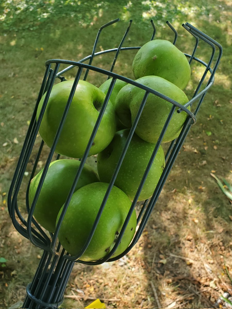 Our 4 year old apple tree has finally produced apples 🍎, enough to make a nice lil apple pie for Mabon.