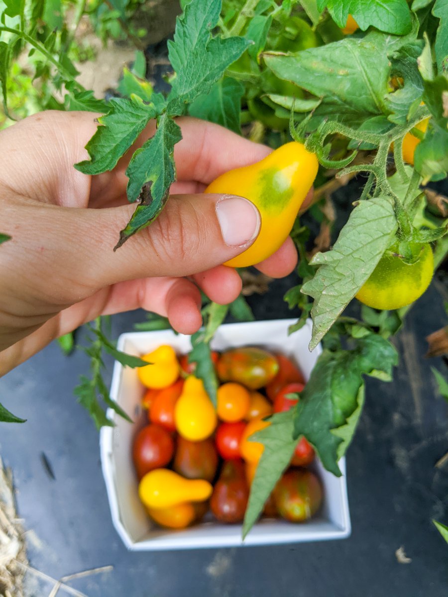 sweetgreen's tweet image. #FridayViews freshly sourced from our heirloom tomato growers in Boston. Ward's Berry Farm is run by brothers Jim + Bob, and their mother, Ann, who uses the farm's fruits + veggies to create locally famous handmade jams, jellies, cookies, muffins + pies.