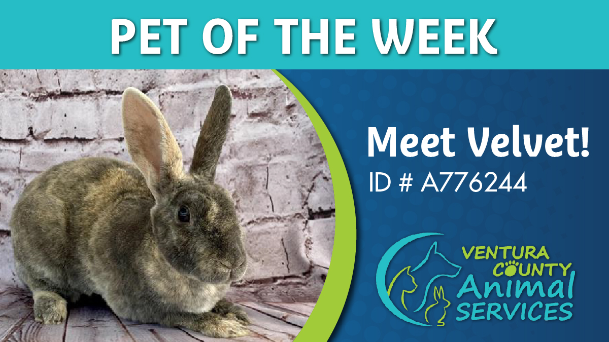 myvccu's tweet image. Meet Velvet! 🐰 This sweet and affectionate girl is a #rexrabbit with velvety, soft fur. Velvet is ready to be adopted to a safe and loving indoor home. To learn more, email the @VCAnimalService #BunnyBrigade at VCASBunnyBrigade@gmail.com and ask for ID# A776244. #petoftheweek