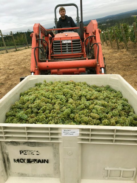 Harvesting fruit at Tommy’s Vineyard this morning