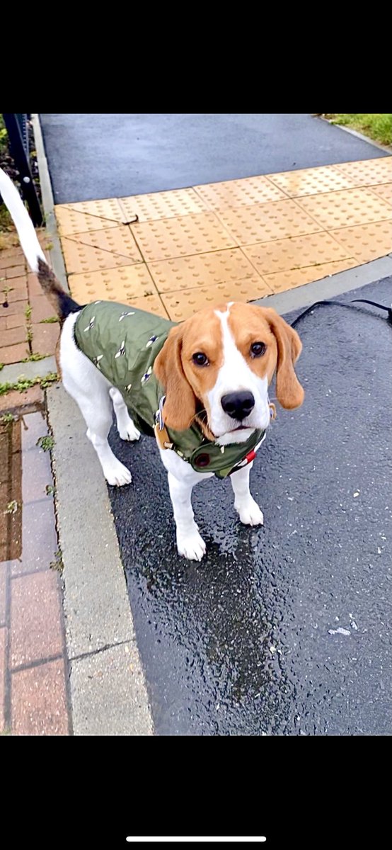 Tucker_beagle's tweet photo. Do you want to be my fren? 🥰 https://t.co/ftsY09NNo3