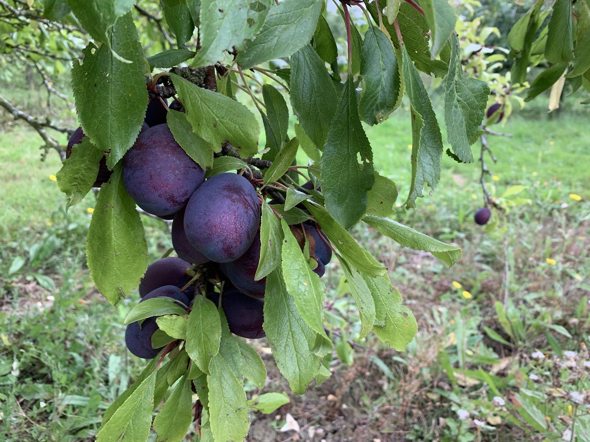 Bushelbox's tweet image. It’s a busy time on the farm so no newsletter this week. Today we picked Verity plums, more Marjorie Seedling, more Burbank… you think you‘re caught up then realise Lord Lambourne  are ready and Cropper need picking! There’s always tomorrow. …..