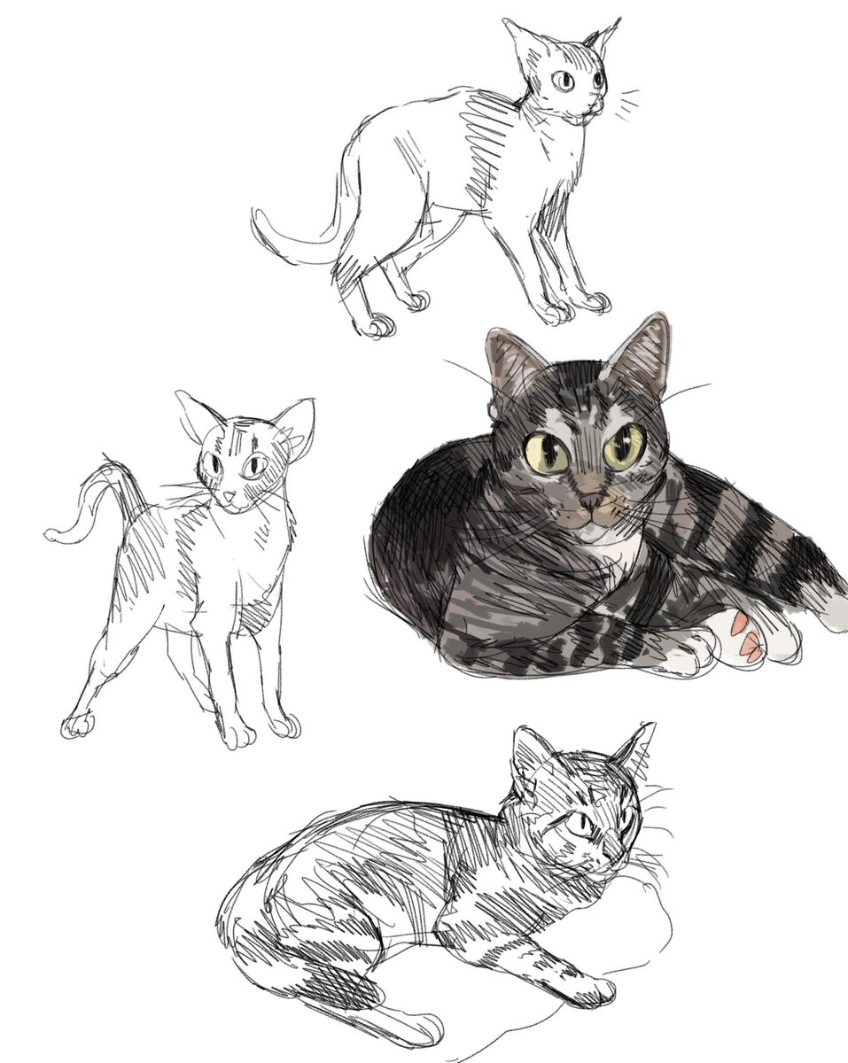 cats 