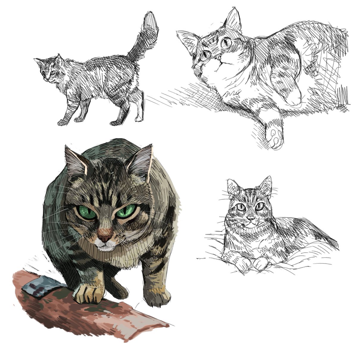 cats 