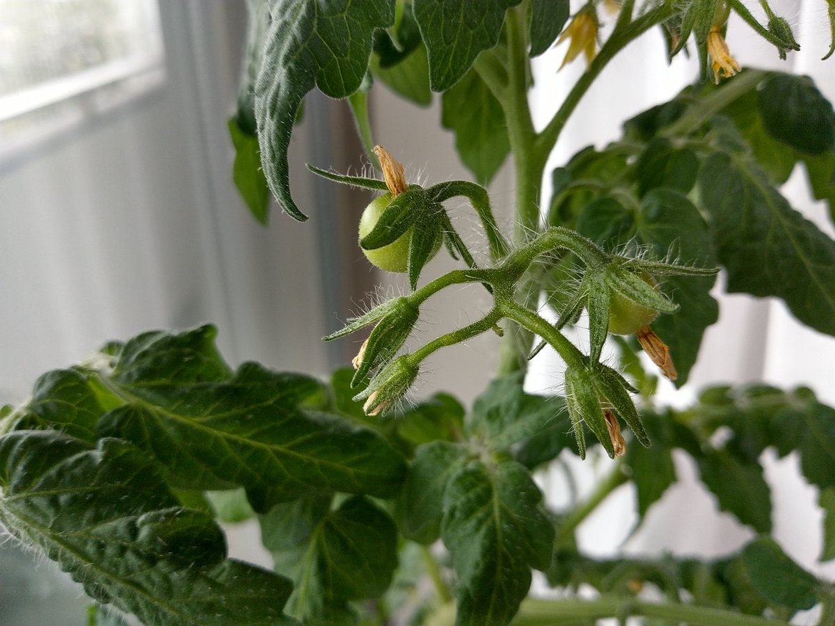 gyaba_'s tweet photo. DAY90
受粉できた花に実が付き始めました。全部の花では無いらしい。難しいなあ。
#GREENTOY
#グリーントイ https://t.co/Mnafgx4msS