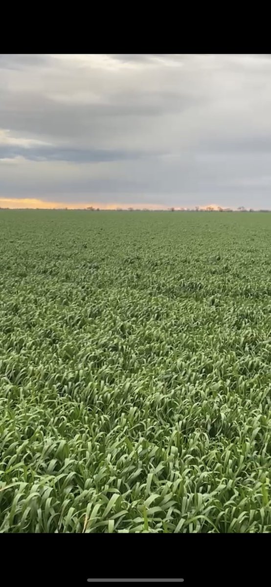 RETWEETS appreciated! The in-laws are set up for a big year. Great to see solid crops on the black soil plains again!!! They are short on headers!! Plenty of ha and tons to be done!!