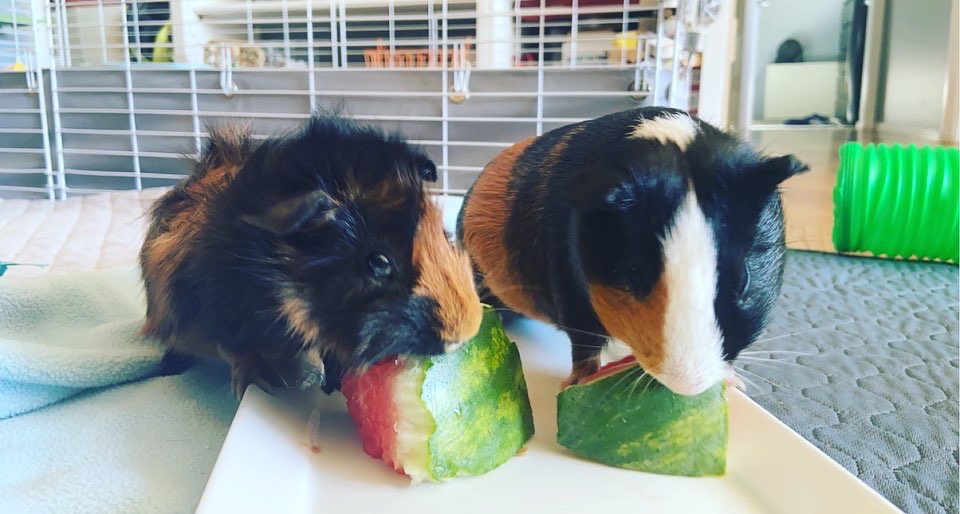 Fun fact. I have two guinea pigs