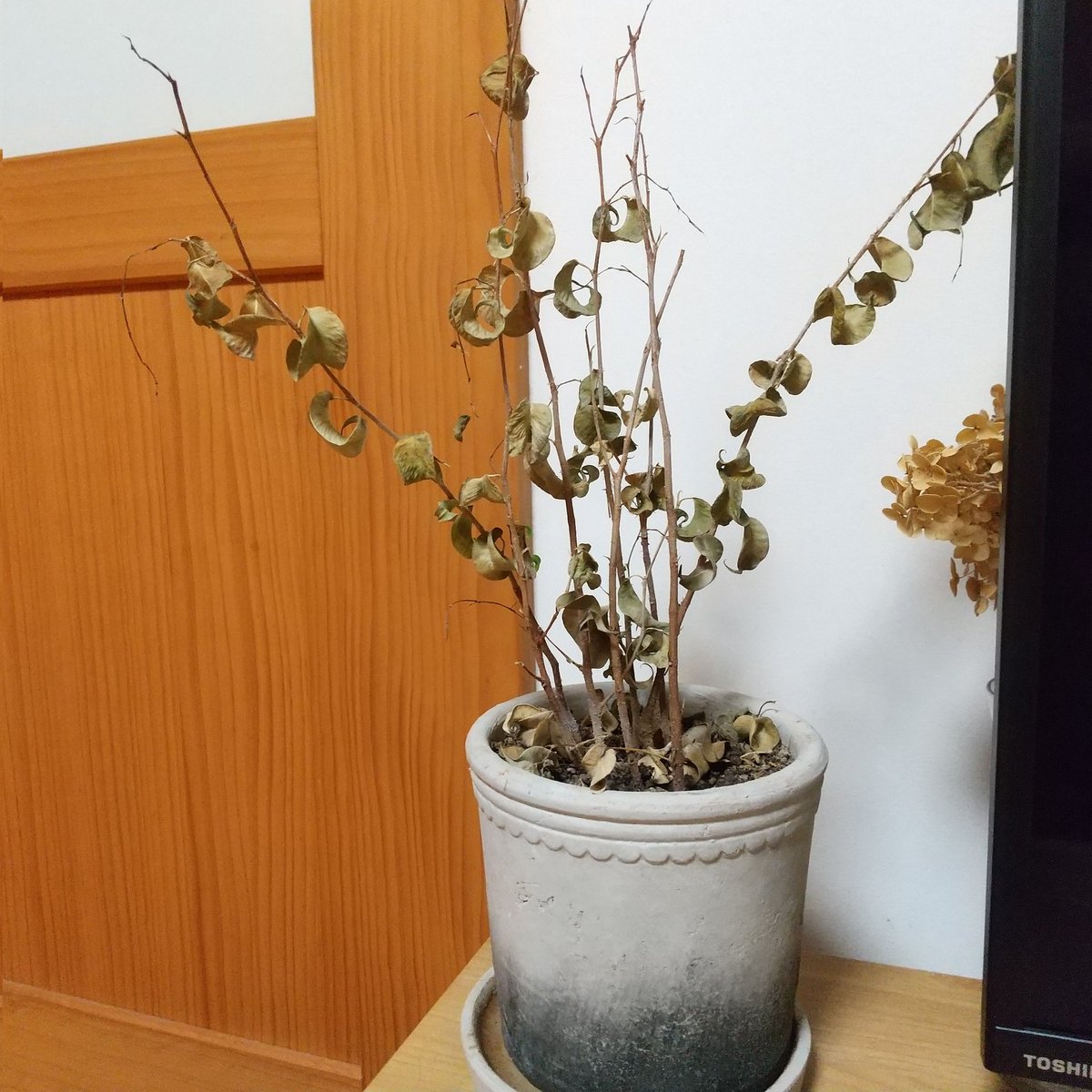 Home Logogala Recent Activity Post Daigo Clans 5 Jan 17 New Green Home Greenlife Slowlife ベンジャミンバロック Www Instagram Com P Bo4i3ihlyup 1 Year Ago We Are Working For The Dance And Sing Songs This Video Is Very Awesome For