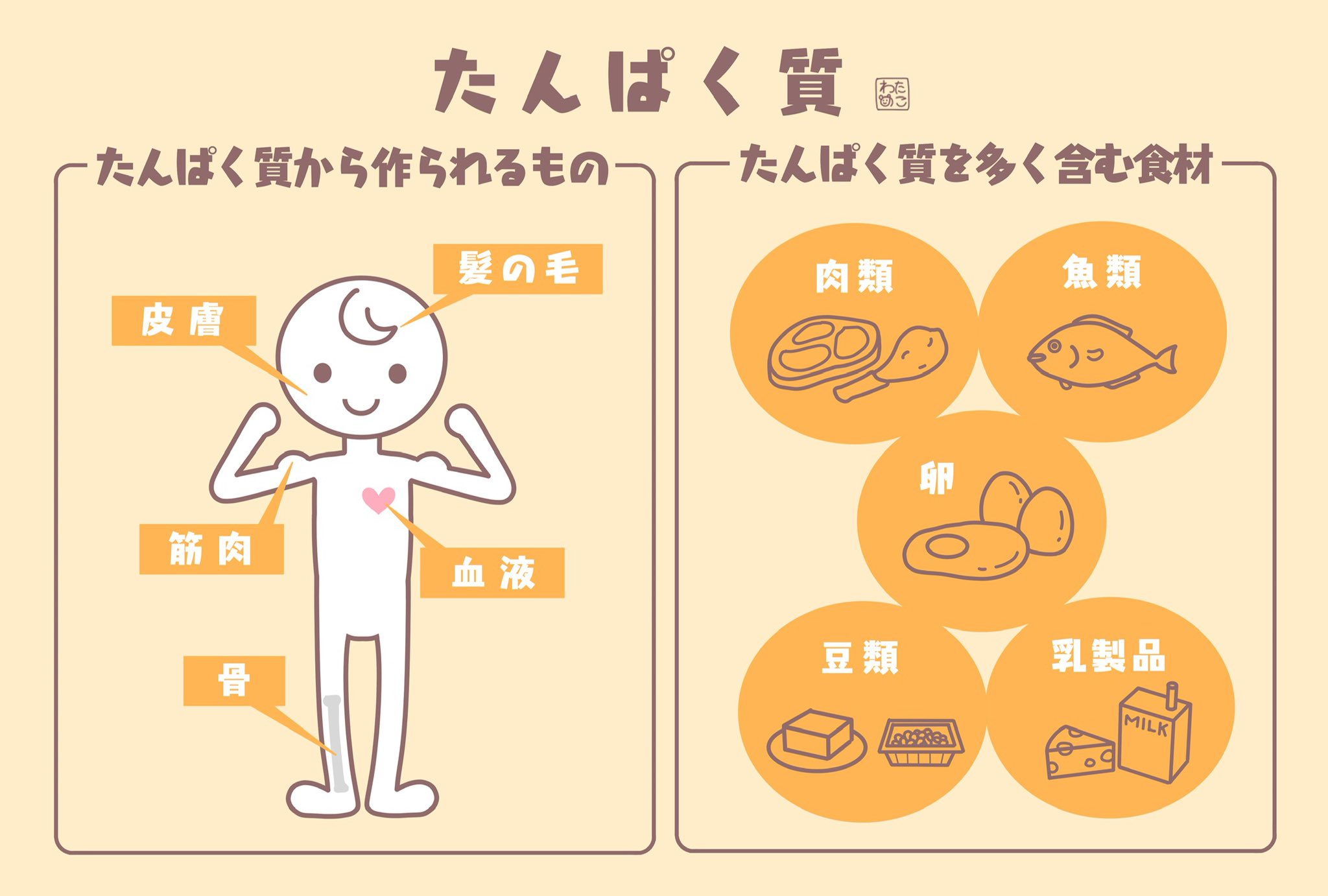わたのこ 今日はたんぱく質の日 時々twitterで見かける図解 気になってたので私もやってみました たんぱく質って人間にとってとても大切なんですね たんぱく質の日 今日は何の日 イラスト 一日一絵 T Co Khwznriwo9 Twitter