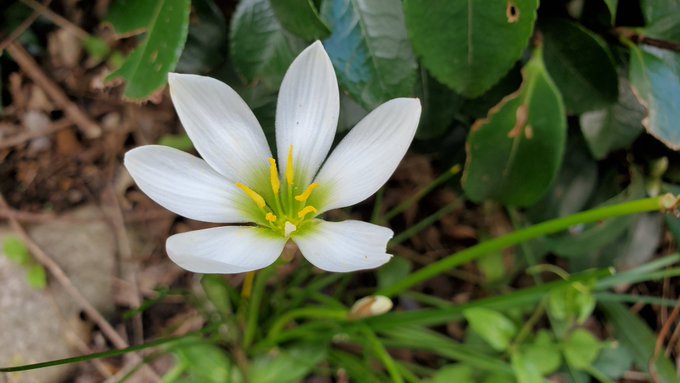 シクラメン の人気がまとめてわかる 評価や評判 感想などを1週間ごとに紹介 ついラン