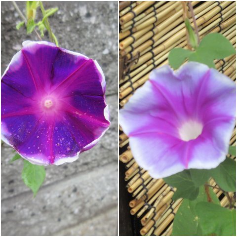 明日もさわやかにのtwitterイラスト検索結果