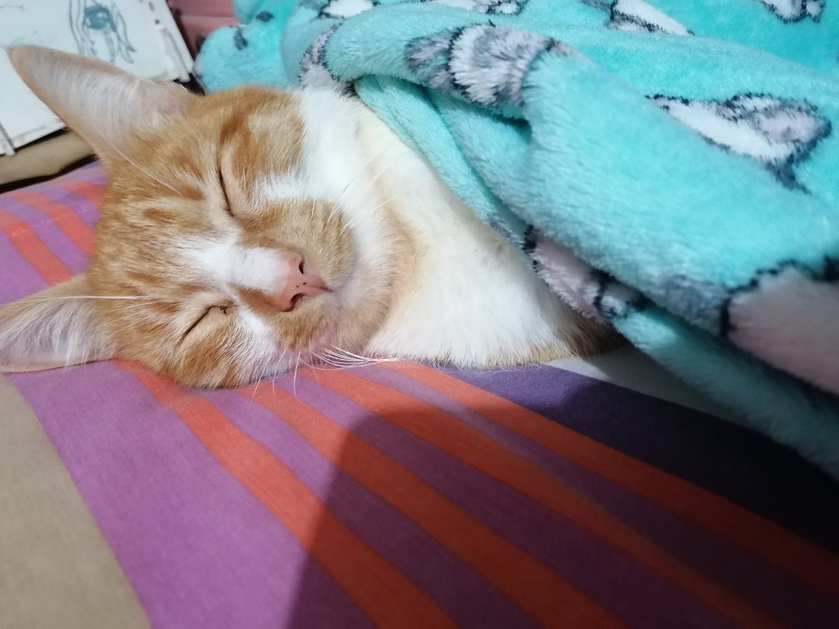 Jenny21356915's tweet photo. #quetierno es mi gato están lindo ❤️ https://t.co/N2zXhWaZ2a