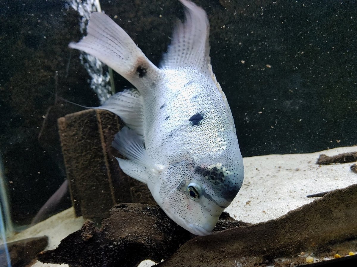 NomALlama's tweet photo. I'm case you didn't know, I keep fancy freshwater cichlids. This is Zorreo. He is a Maskaheros argentea. #cichlid #maskaheros #argentea https://t.co/Ahjph7yvyb