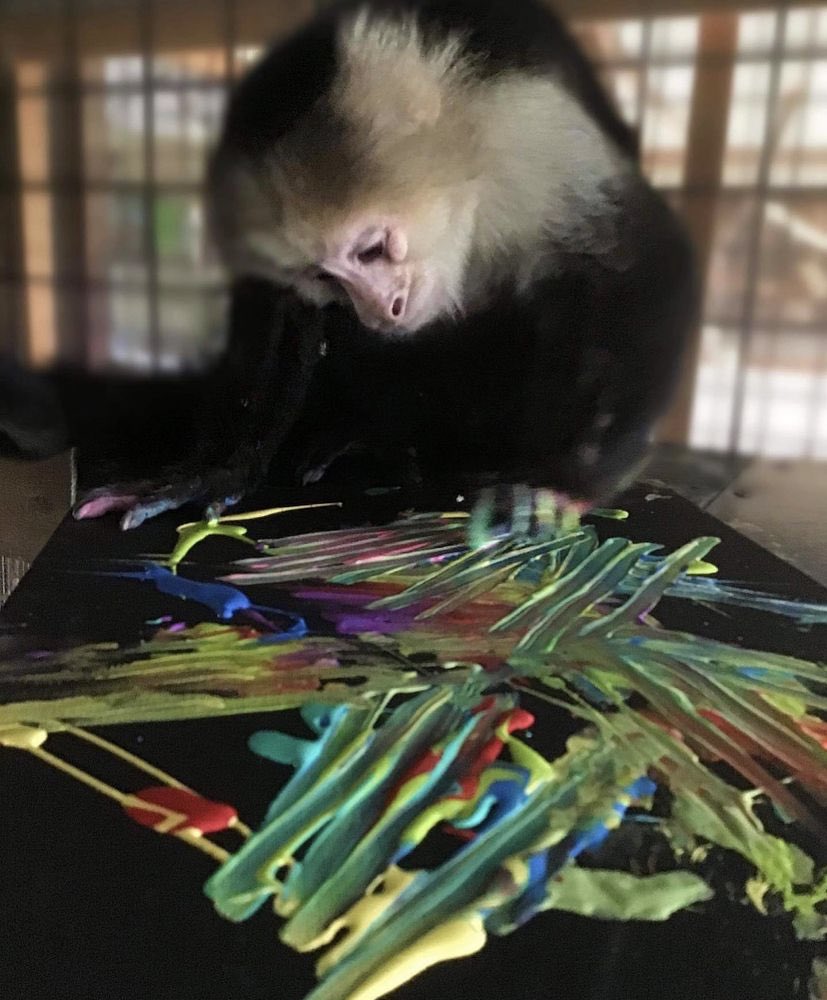 Donate to Primate tweet media