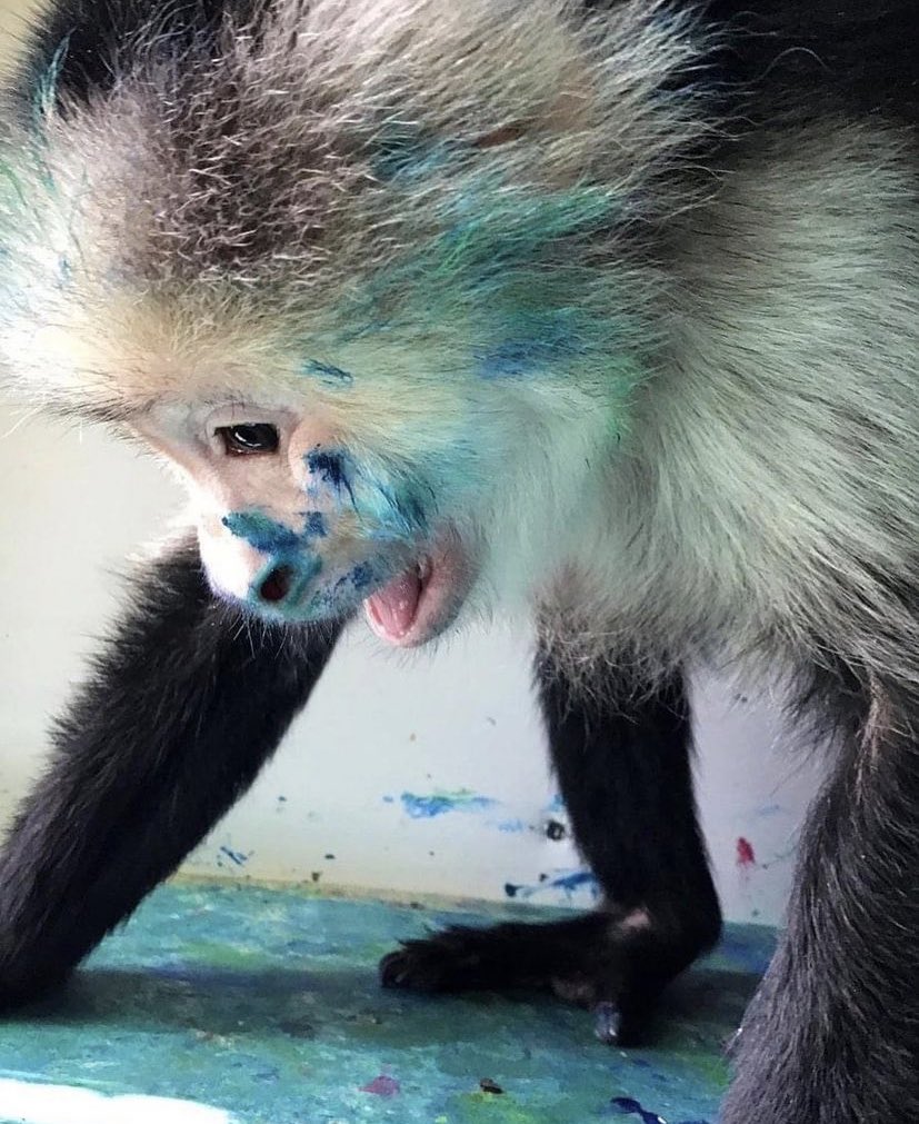 funny monkey 🐒 (@thechimpzone) / Twitter funny monkey 🐒 (@thechimpzone) / Twitter