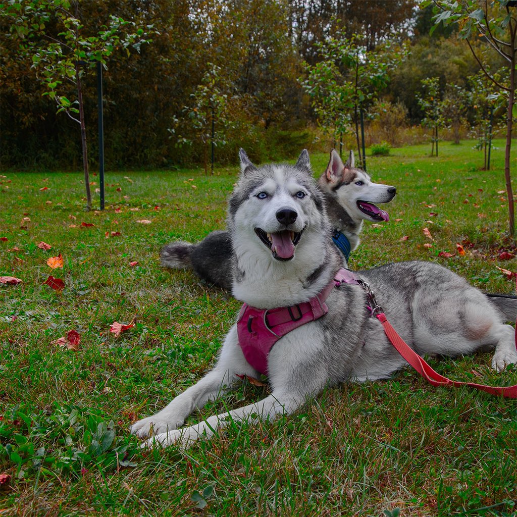 Huskyinfinity's tweet image. Break time for the pups 🐺❤️ #DogsofTwittter #justkeepsmiling