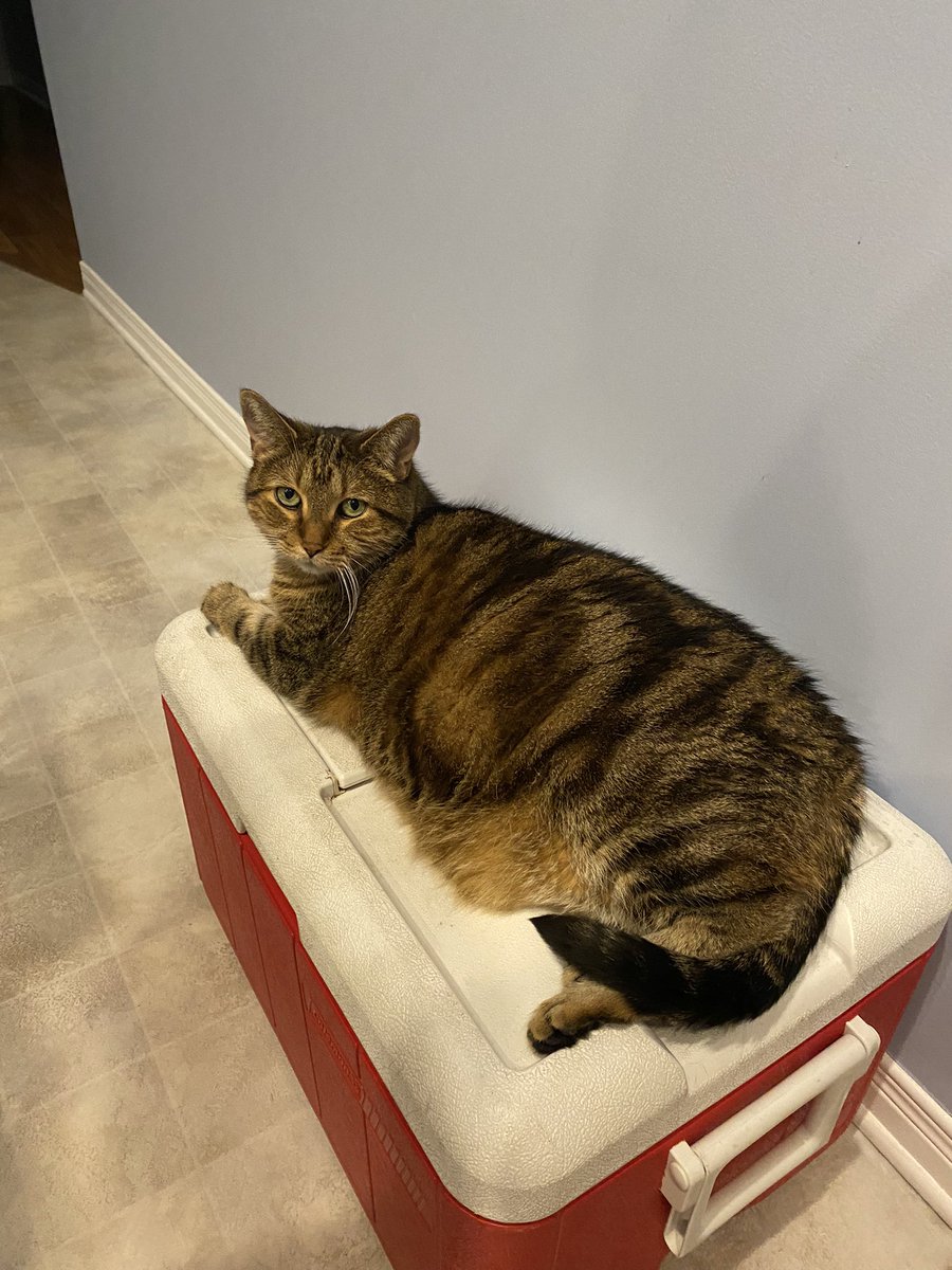 ScotMacGolf's tweet photo. Leave the house for a walk…and things happen…apparently. Suspect #1 & #2
The (cat) did it, in the kitchen, with the (pick a utensil)…🧐
#FelineClue #GuiltyLooks https://t.co/1SAxb1YCLT