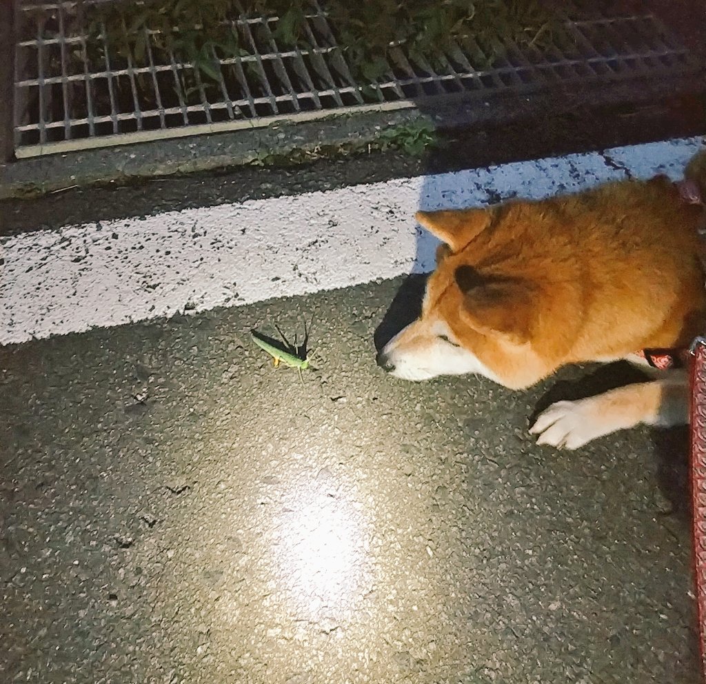 柴犬さくら Sakura Shiba321 Twitter