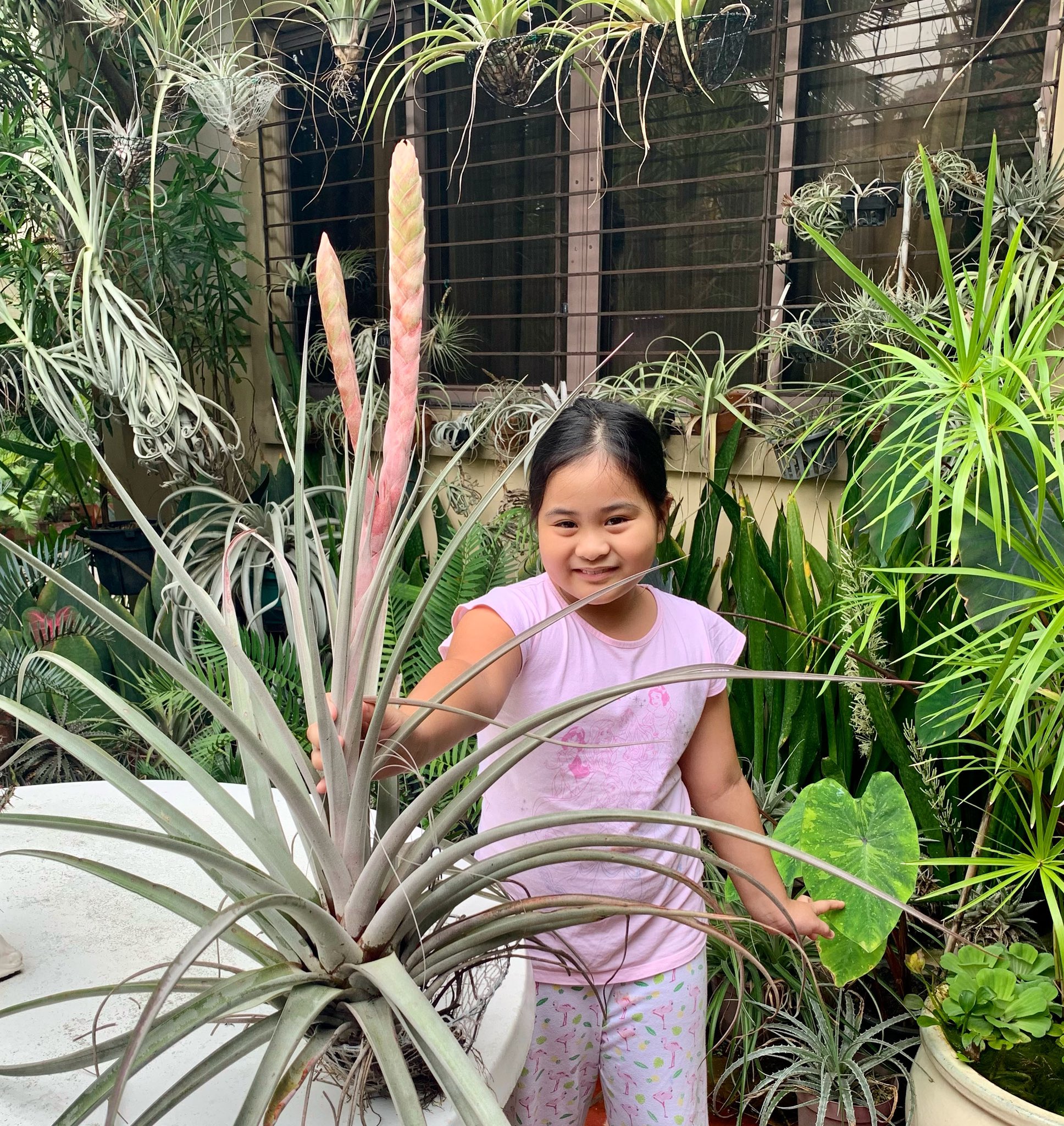 Tillandsia chiapensis Giant form チランジア・チアペンシス