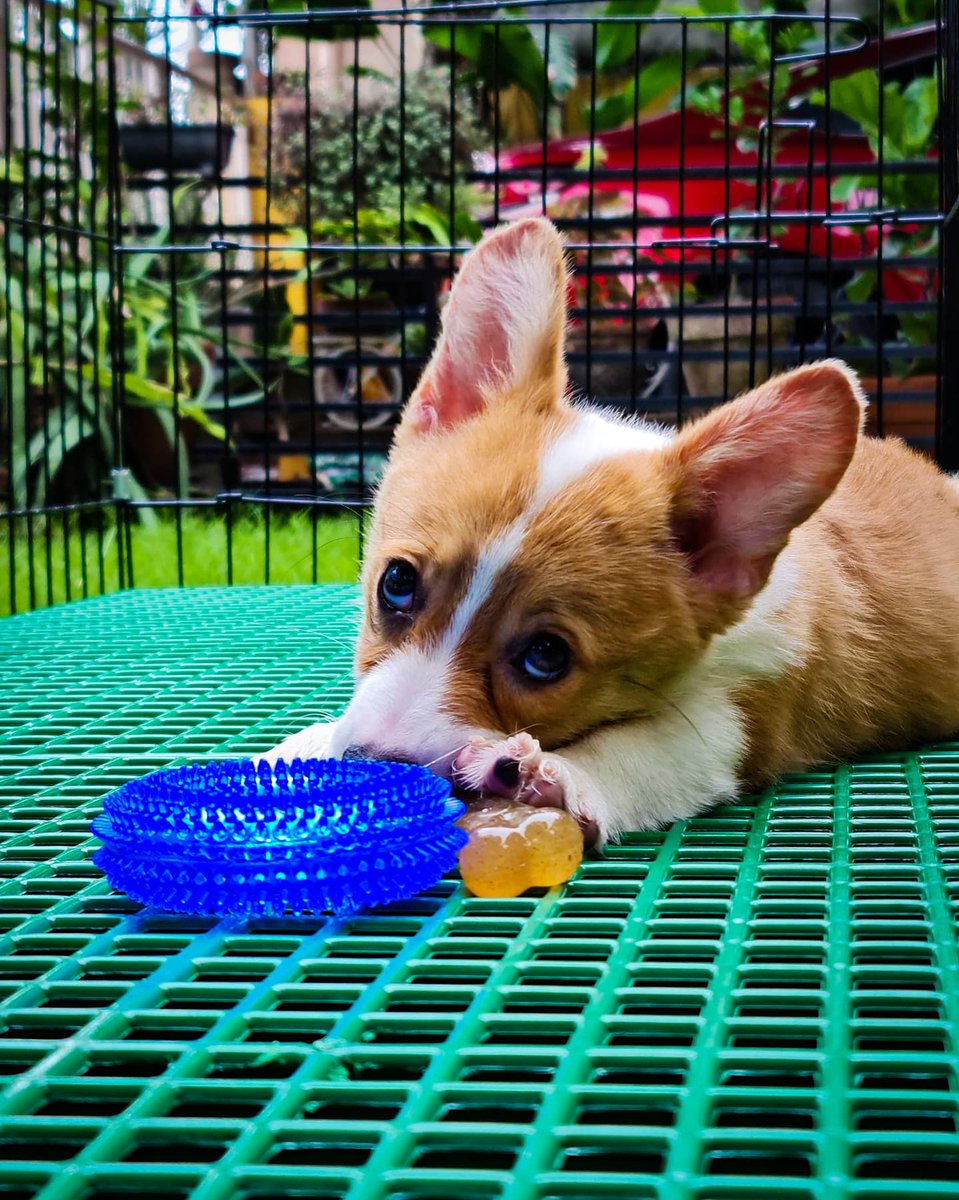 SouthPacCorgis's tweet photo. When you see why she's #mypeachcorgi π
#Peaches #corgi #corgiph #corgipuppy #dogs #dogstagram #furbaby https://t.co/27dsRp1kJe