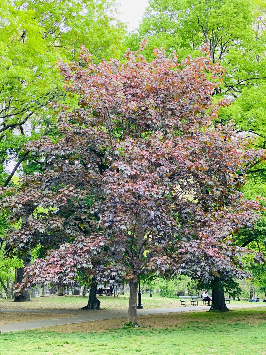 thedailybeast's tweet photo. Two months later, Pat's remains were still not found.
So, Mike decided to plant a tree – a 21-foot sugar maple – at the spot in Central Park in honor of his fallen brother. https://t.co/FzIM42Ttgz https://t.co/mRjsoPnAMI